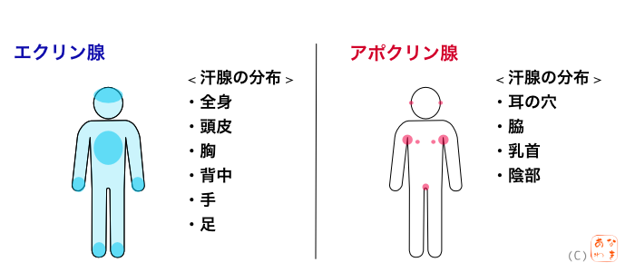 エクリン腺とアポクリン腺の分布