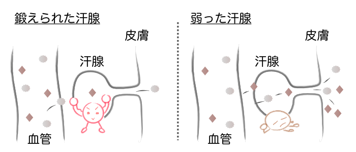 汗腺のフィルター機能