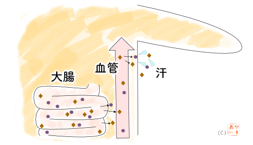 大腸からニオイ成分が吸収される